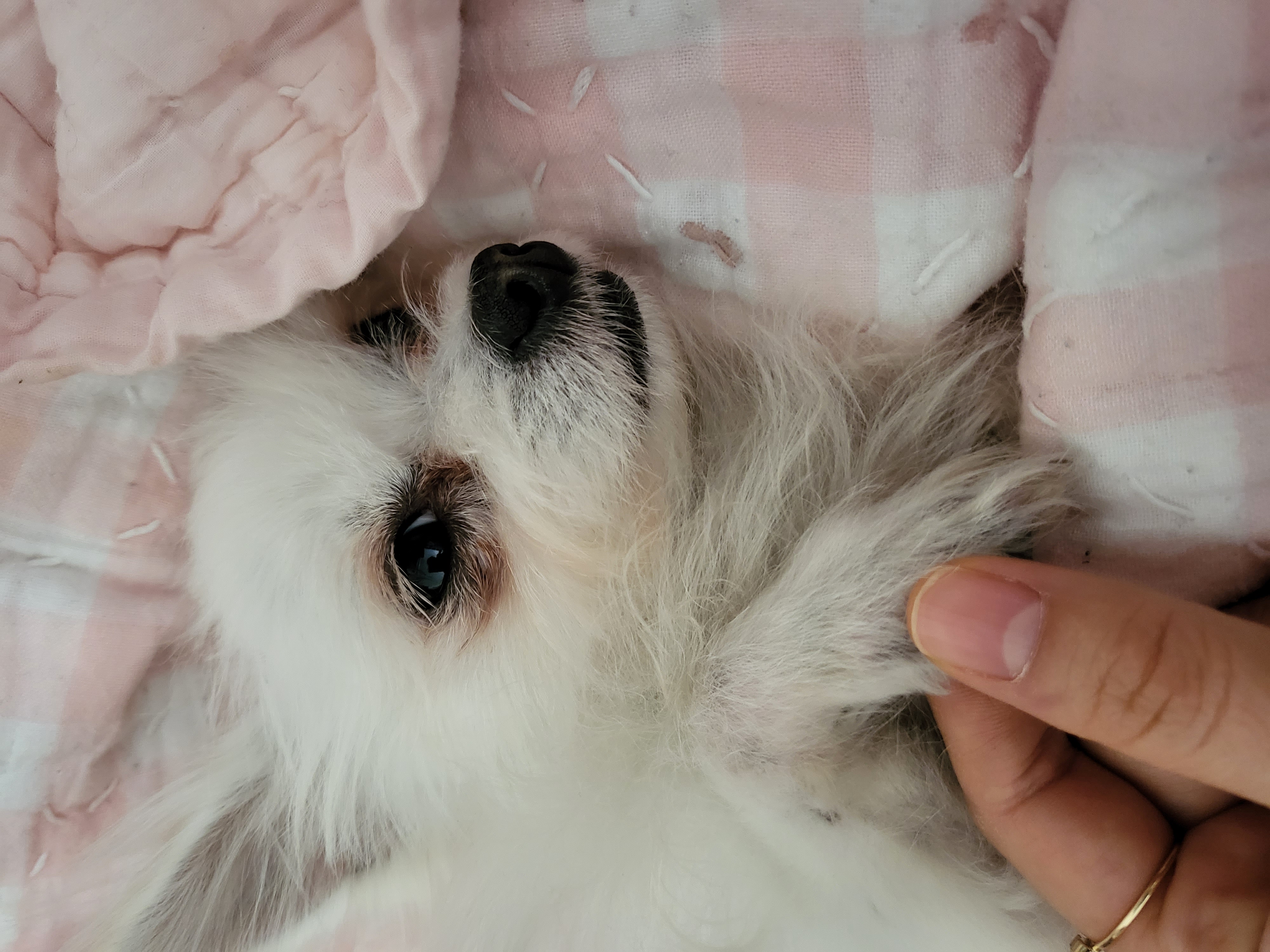 앙쥬의 한달