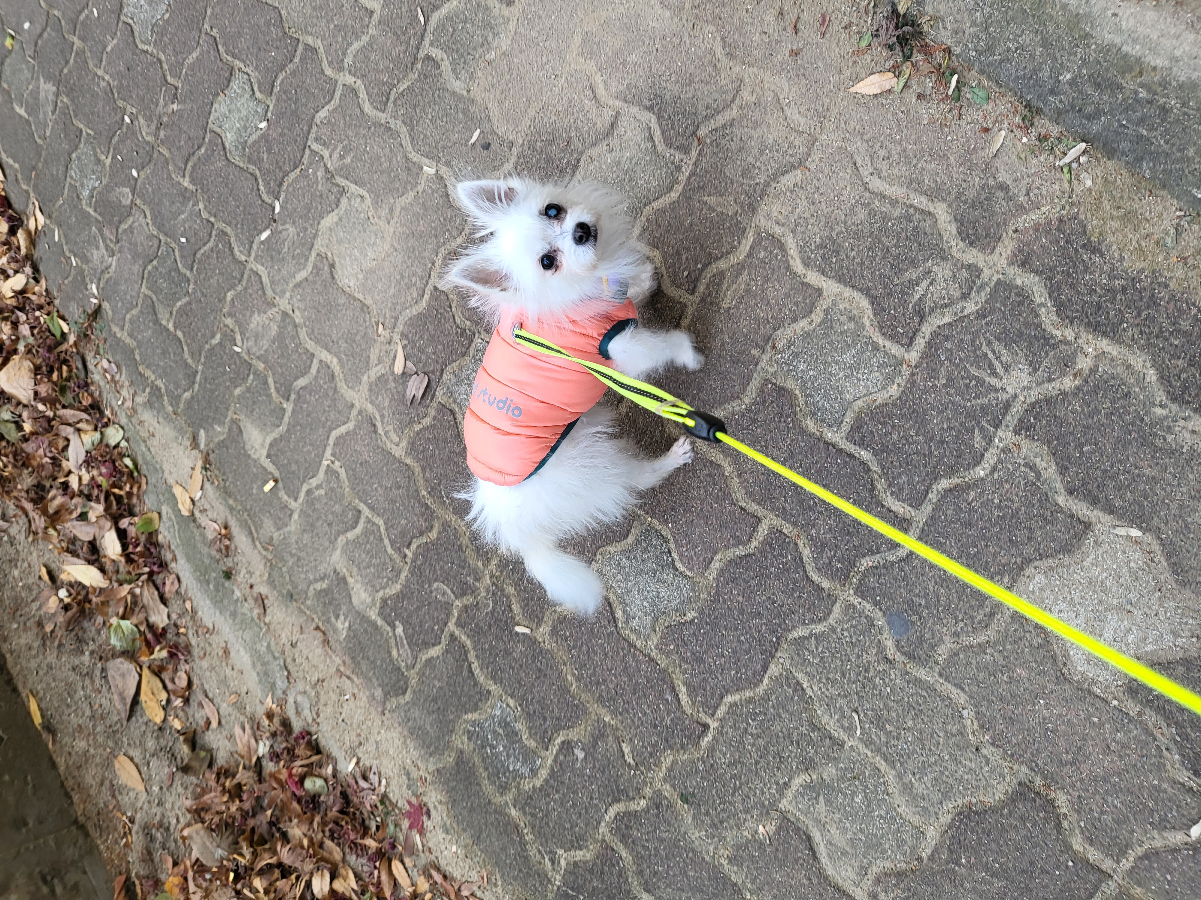 앙쥬의 한달