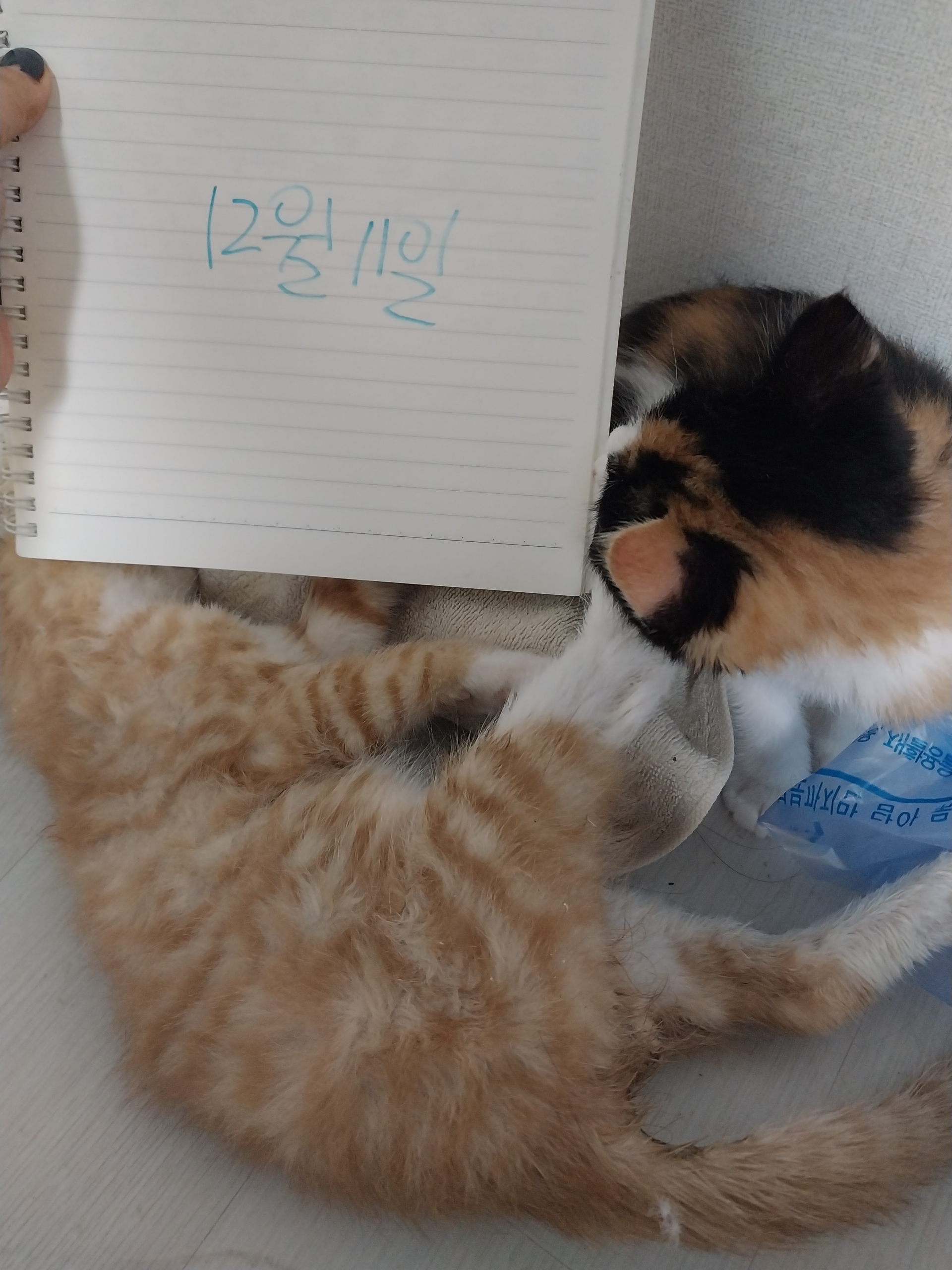 가정 내에서 사체 옆에 방치된 아기고양이들을 도와주세요.