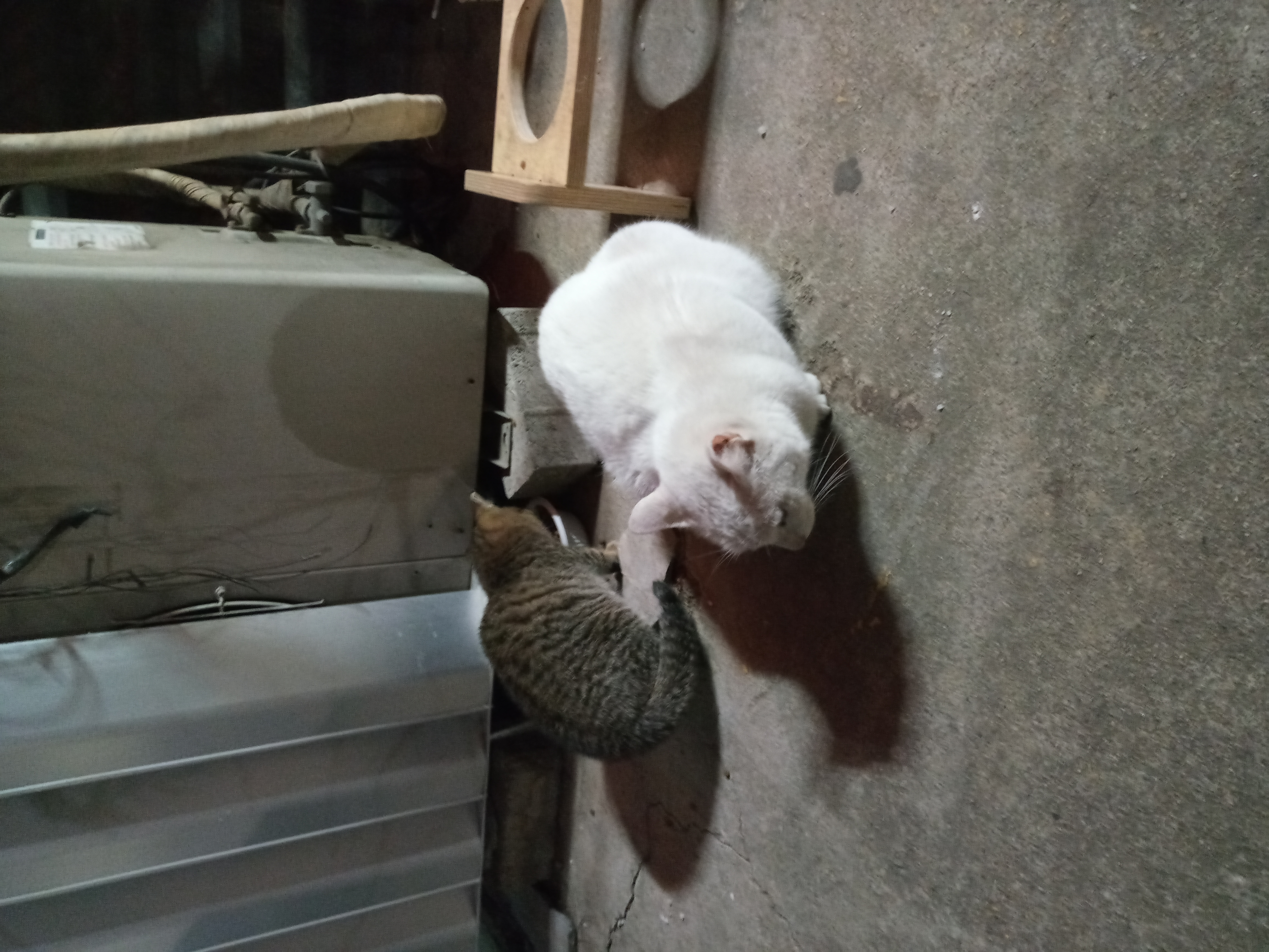 일산서구 고양이 방치 학대 제보합니다.