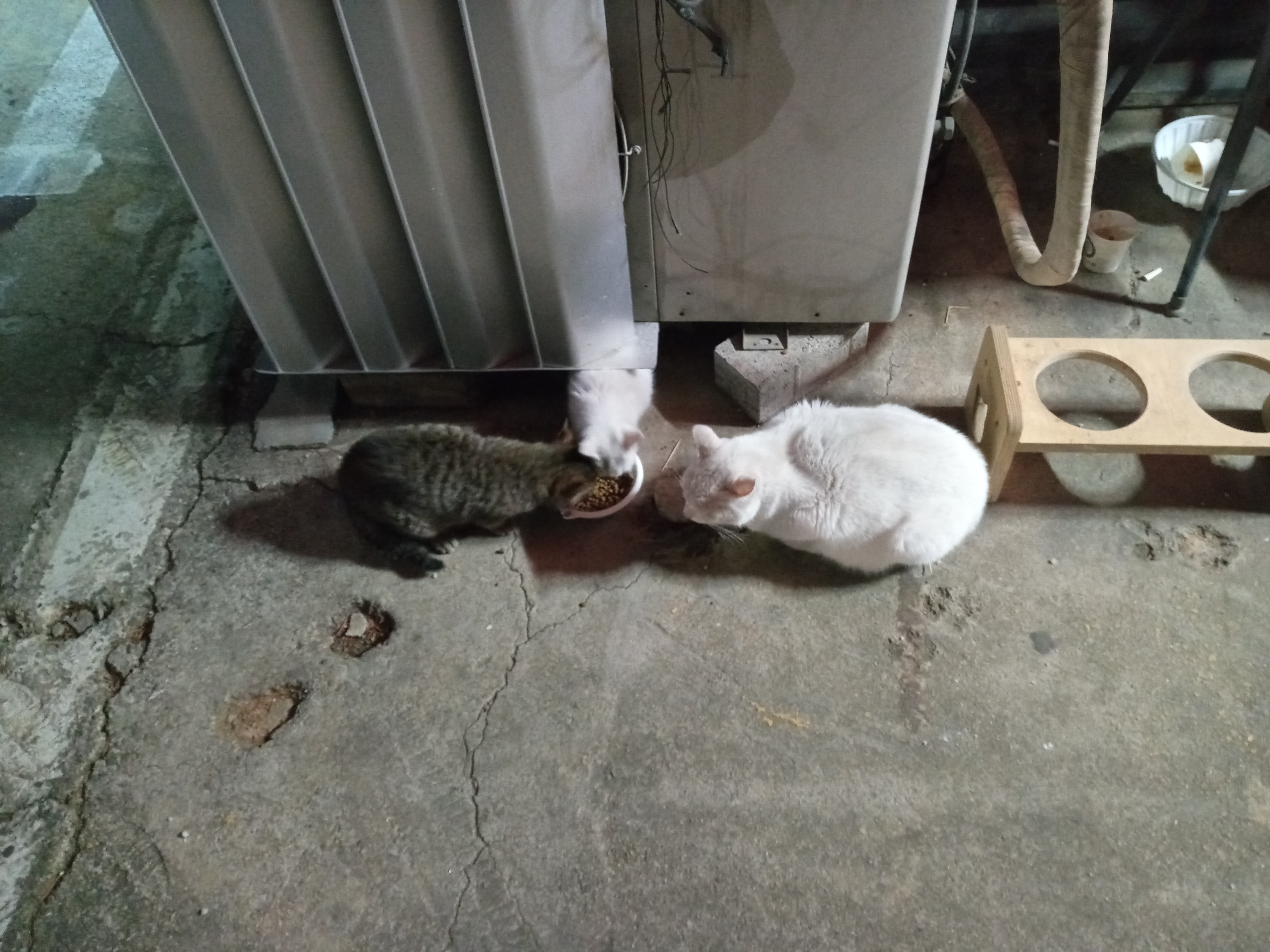 일산서구 고양이 방치 학대 제보합니다.
