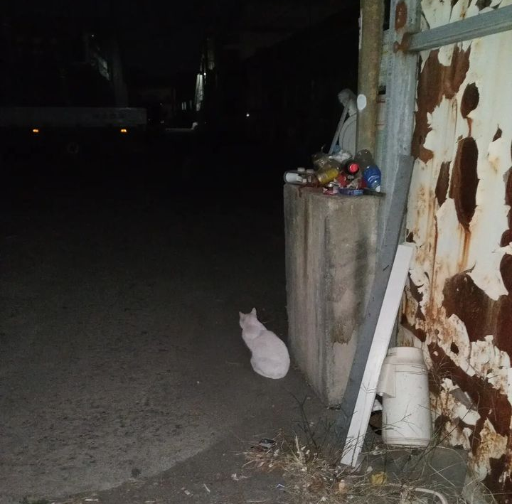 일산서구 고양이 방치 학대 제보합니다.