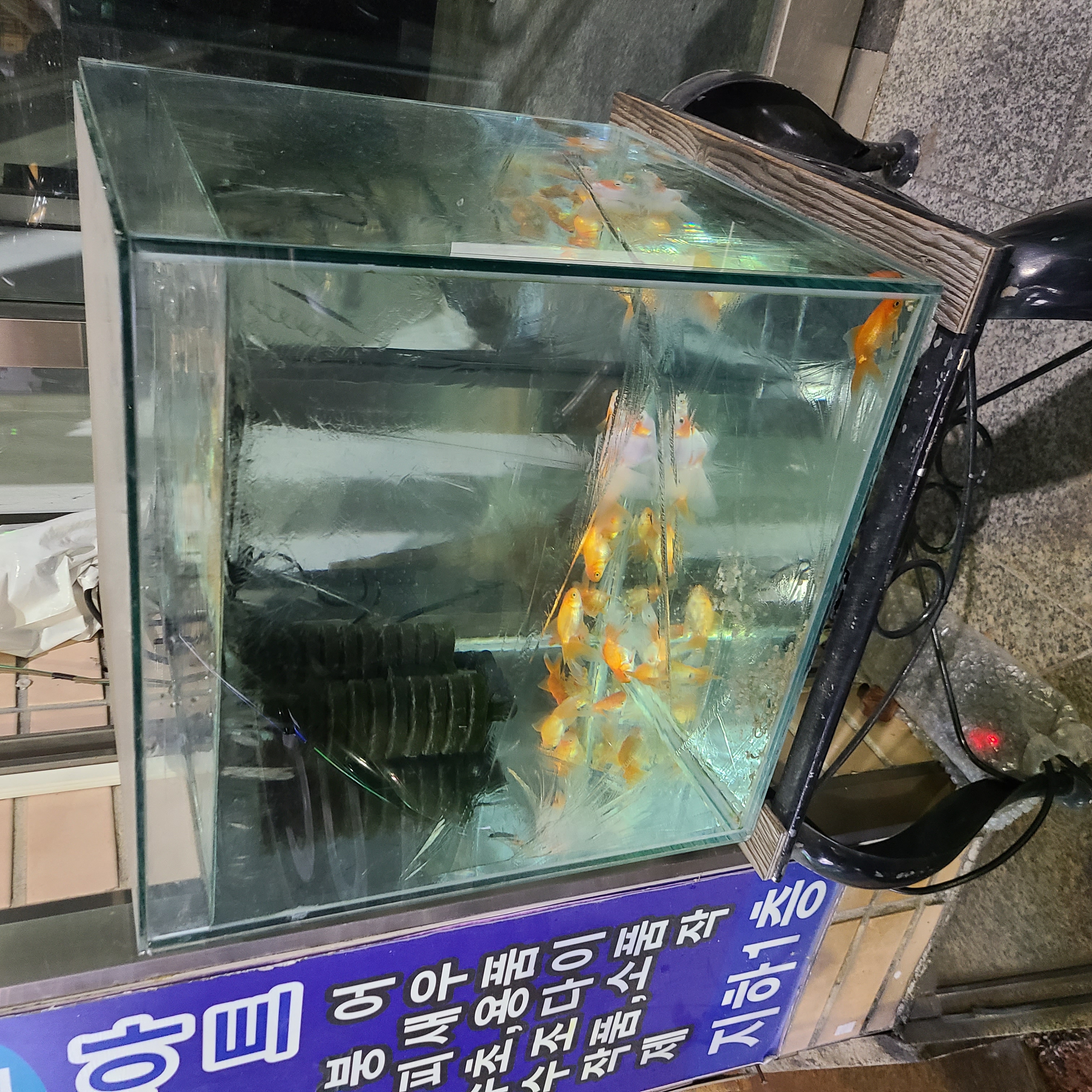매 겨울 금붕어를 동사시키고 있어요