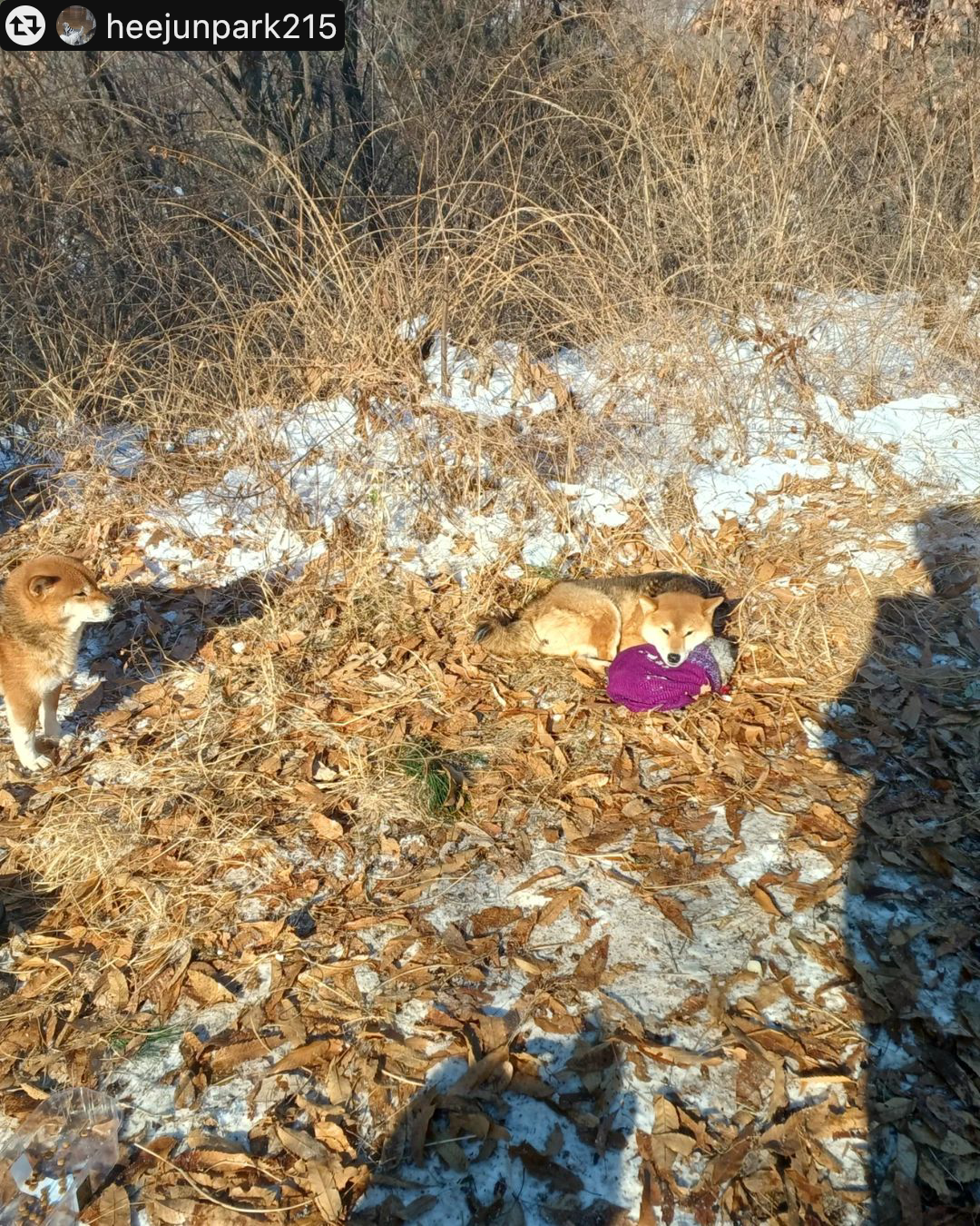 수락산에 버린 강아지 19마리가 발견되었습니다. 현재 동구협으로 이관됐는데 이제 정말 며칠 남지 않았어요.