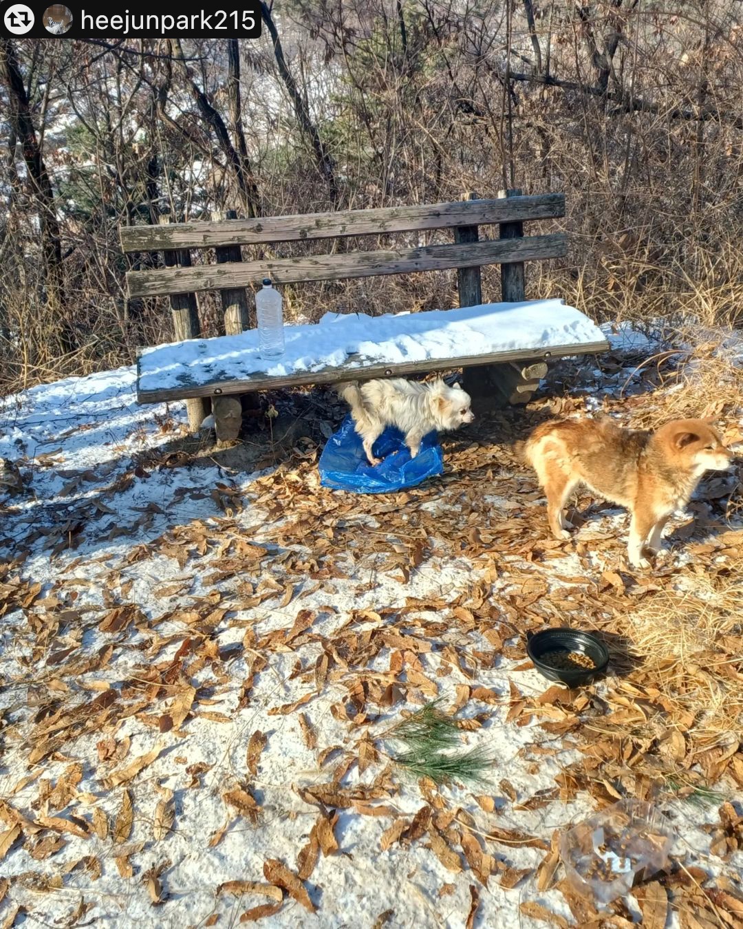 수락산에 버린 강아지 19마리가 발견되었습니다. 현재 동구협으로 이관됐는데 이제 정말 며칠 남지 않았어요.