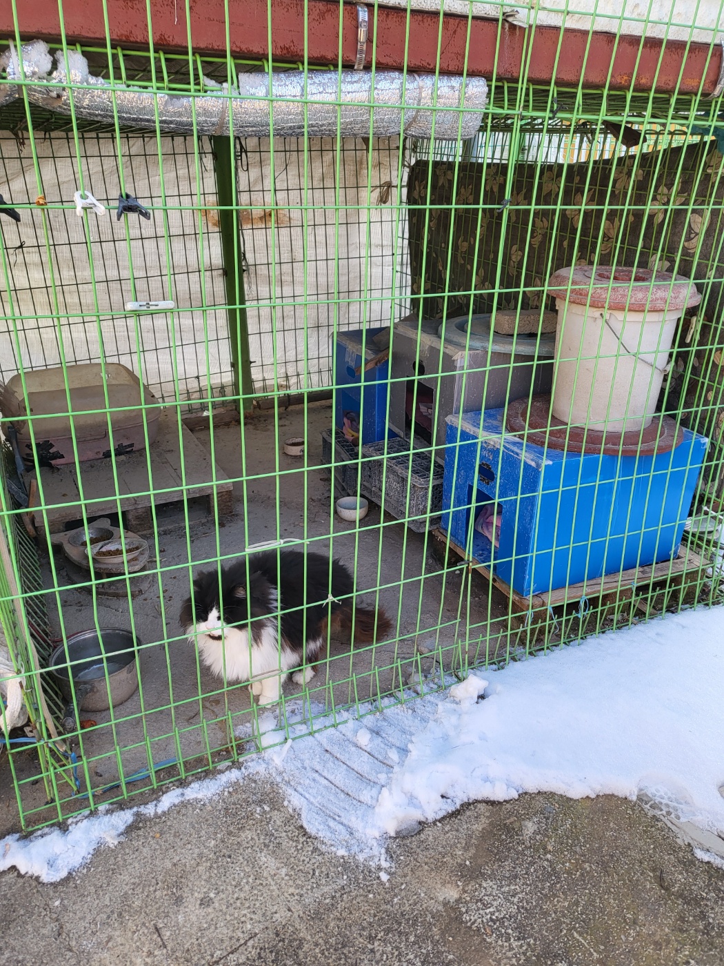고양이 방치 및 열악한 환경 신고합니다