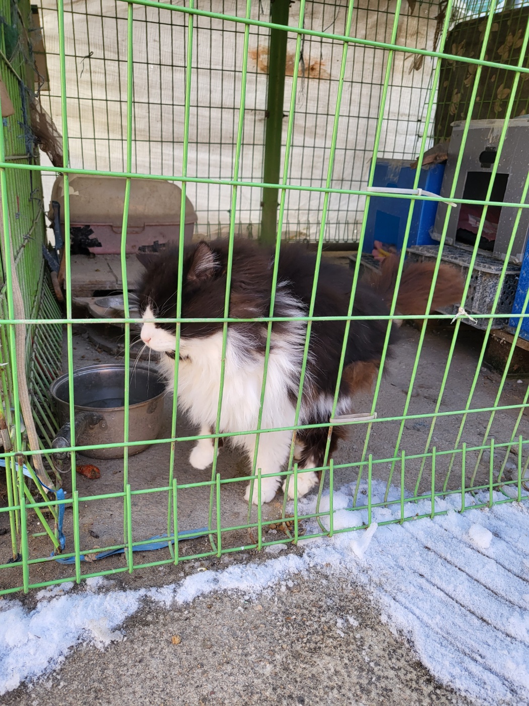 고양이 방치 및 열악한 환경 신고합니다