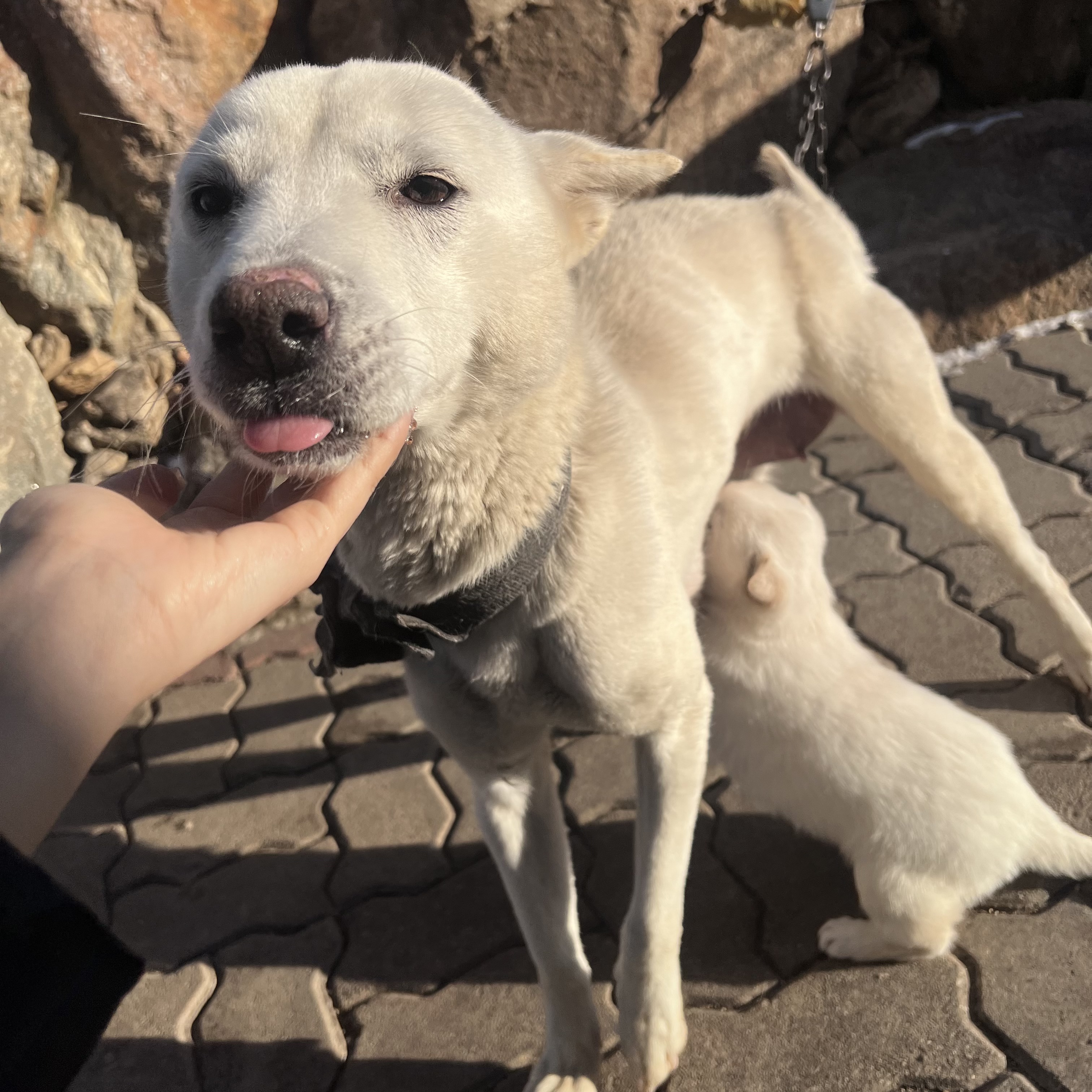 안녕하세요. 개장수에게 보낸다는 암컷 진돗개 구조요청을 드립니다ㅠㅠ
