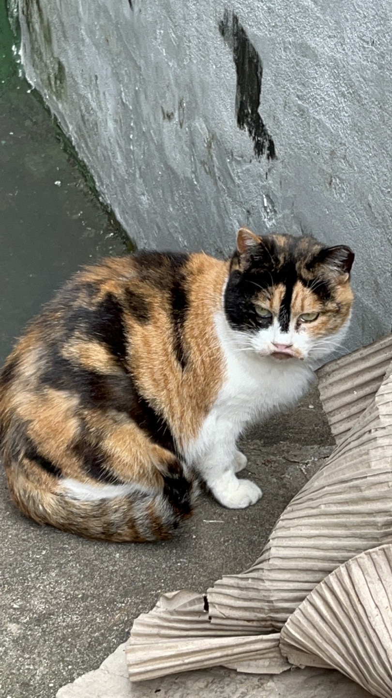 고양이 구조요청