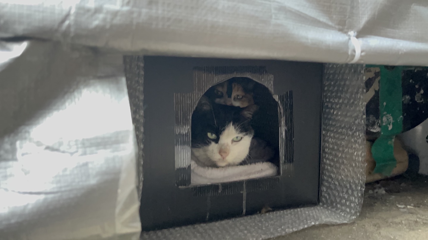 고양이 구조요청