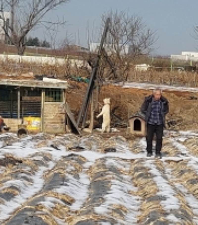아파트단지 바로 옆 밭에서 개 목매달아죽였어요.