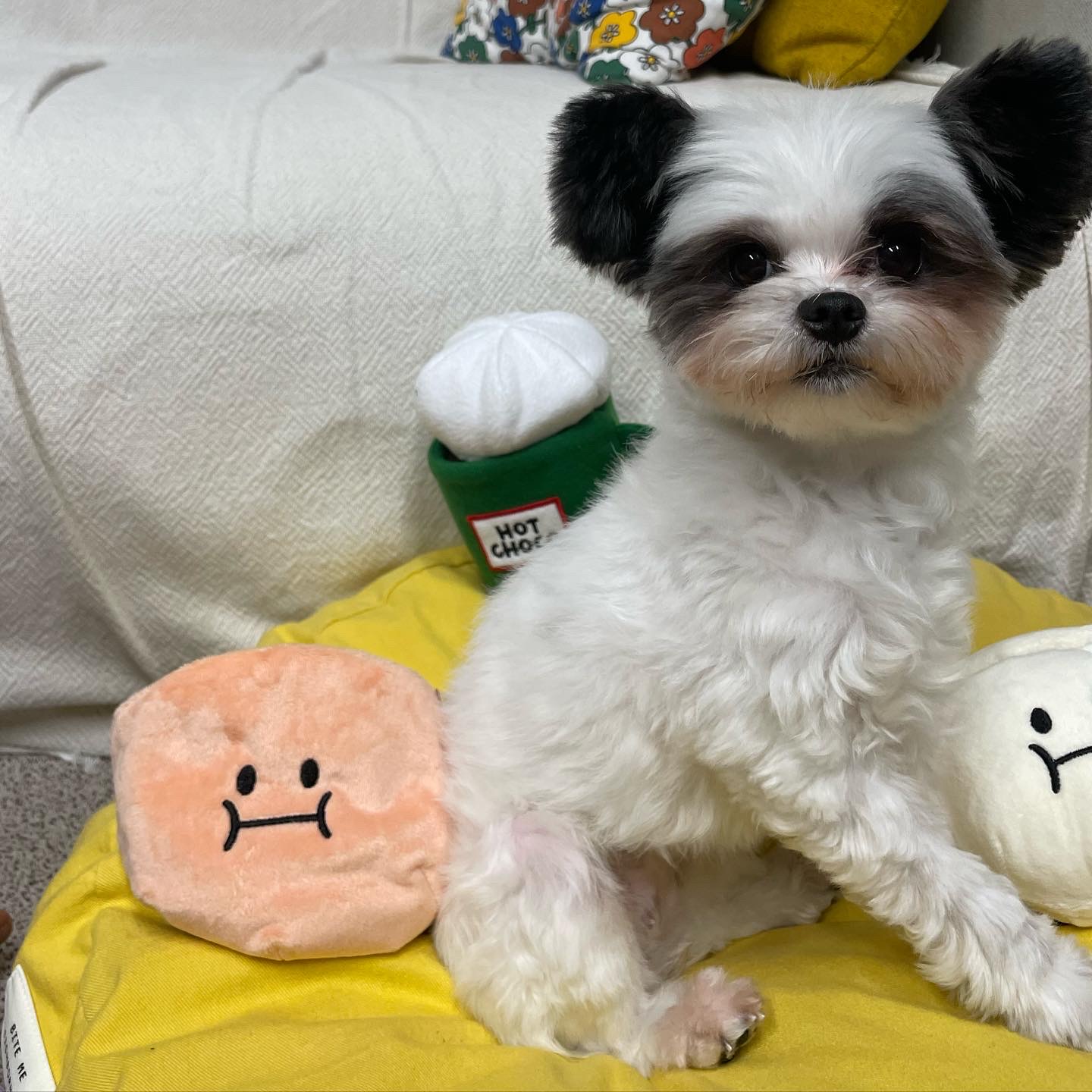 아산구조견 아뭉이 삼개월 이야기