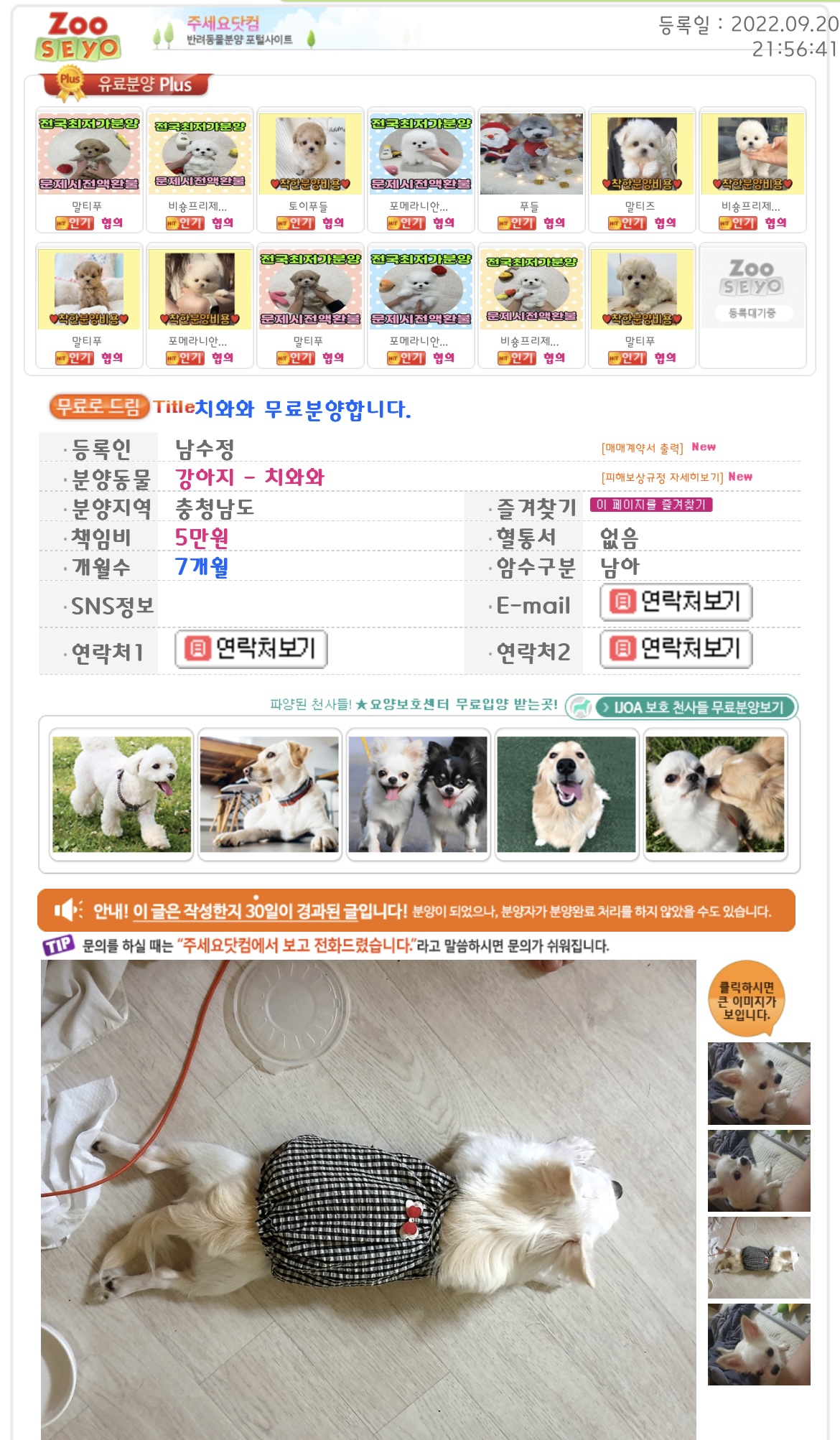 강아지 불법분양 및 학대