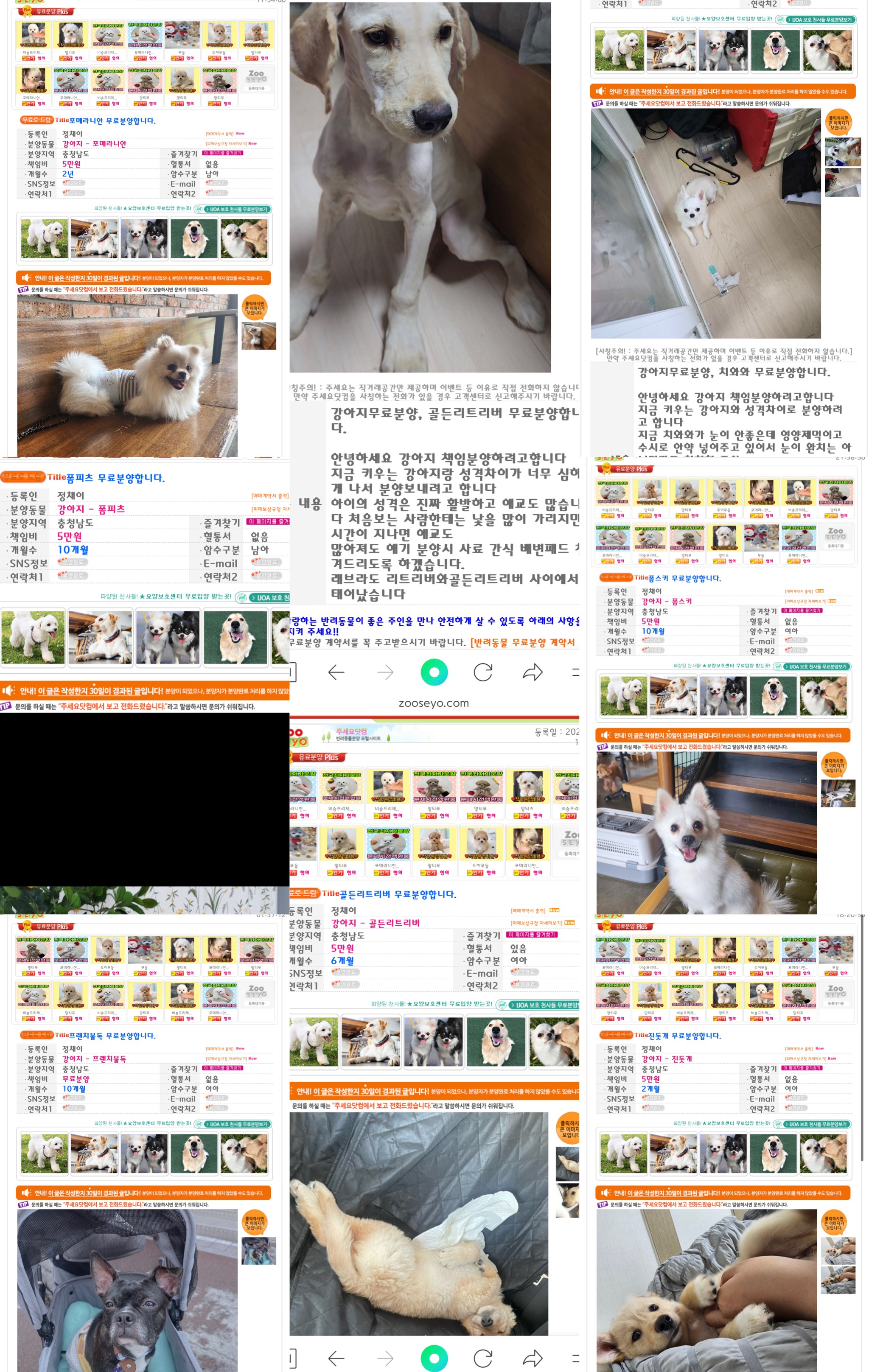 강아지 불법분양 및 학대