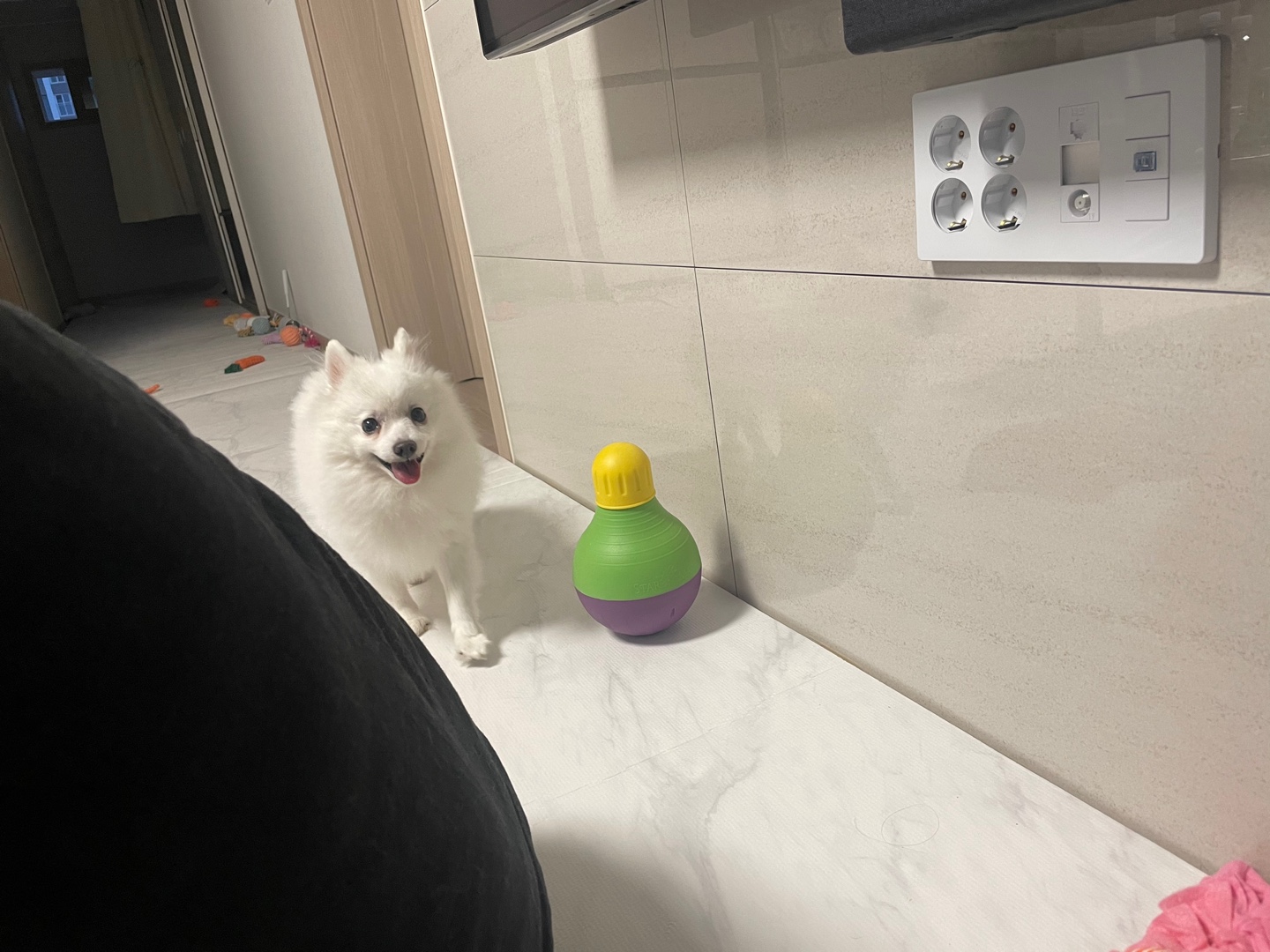 단비 (곤지암 포동이) 벌써 1년이 지났네요~