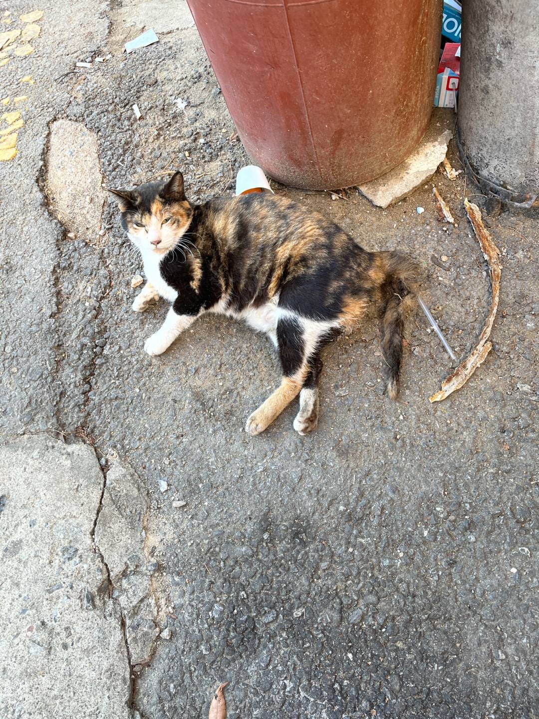 길고양이 학대