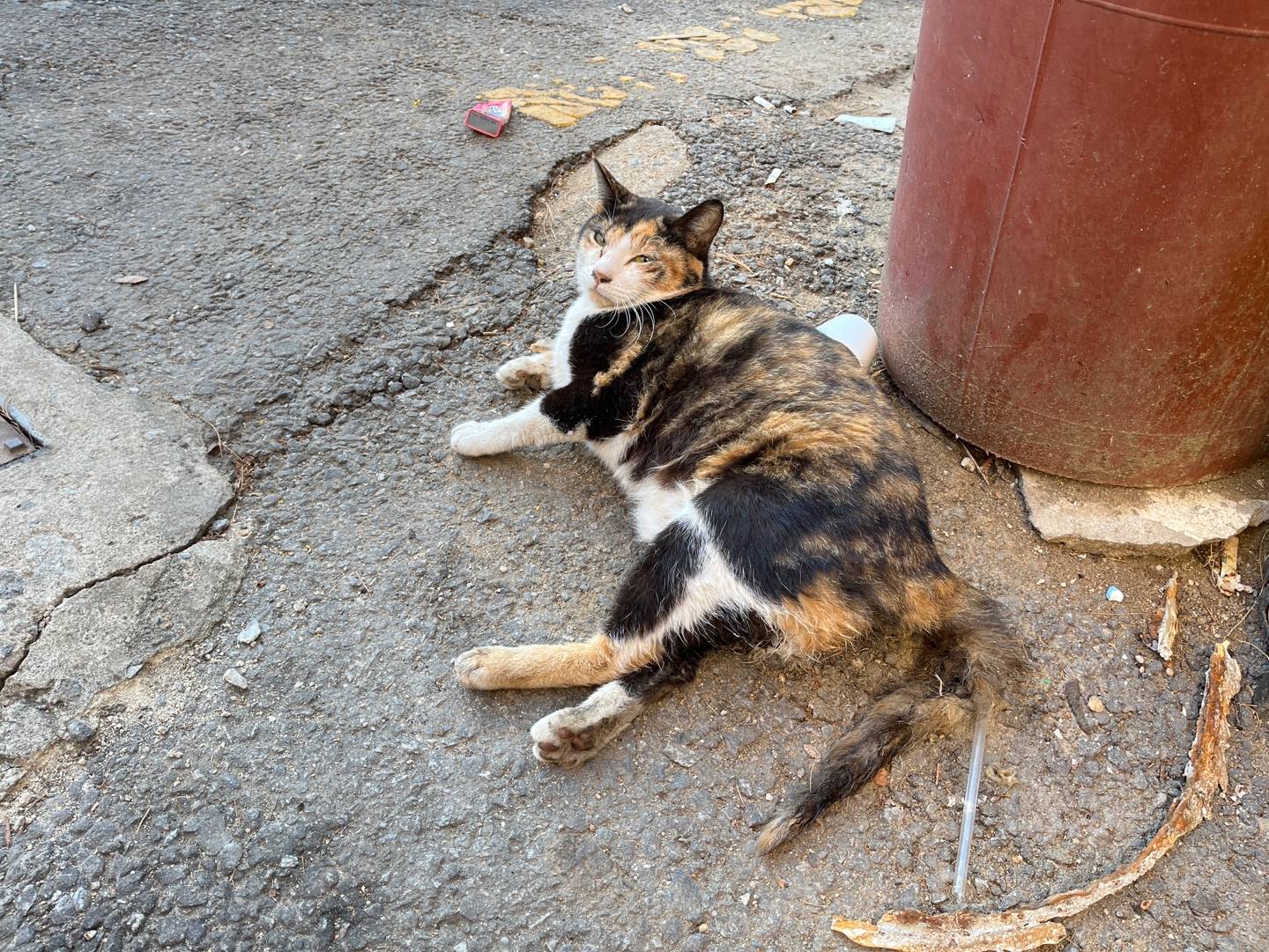 길고양이 학대