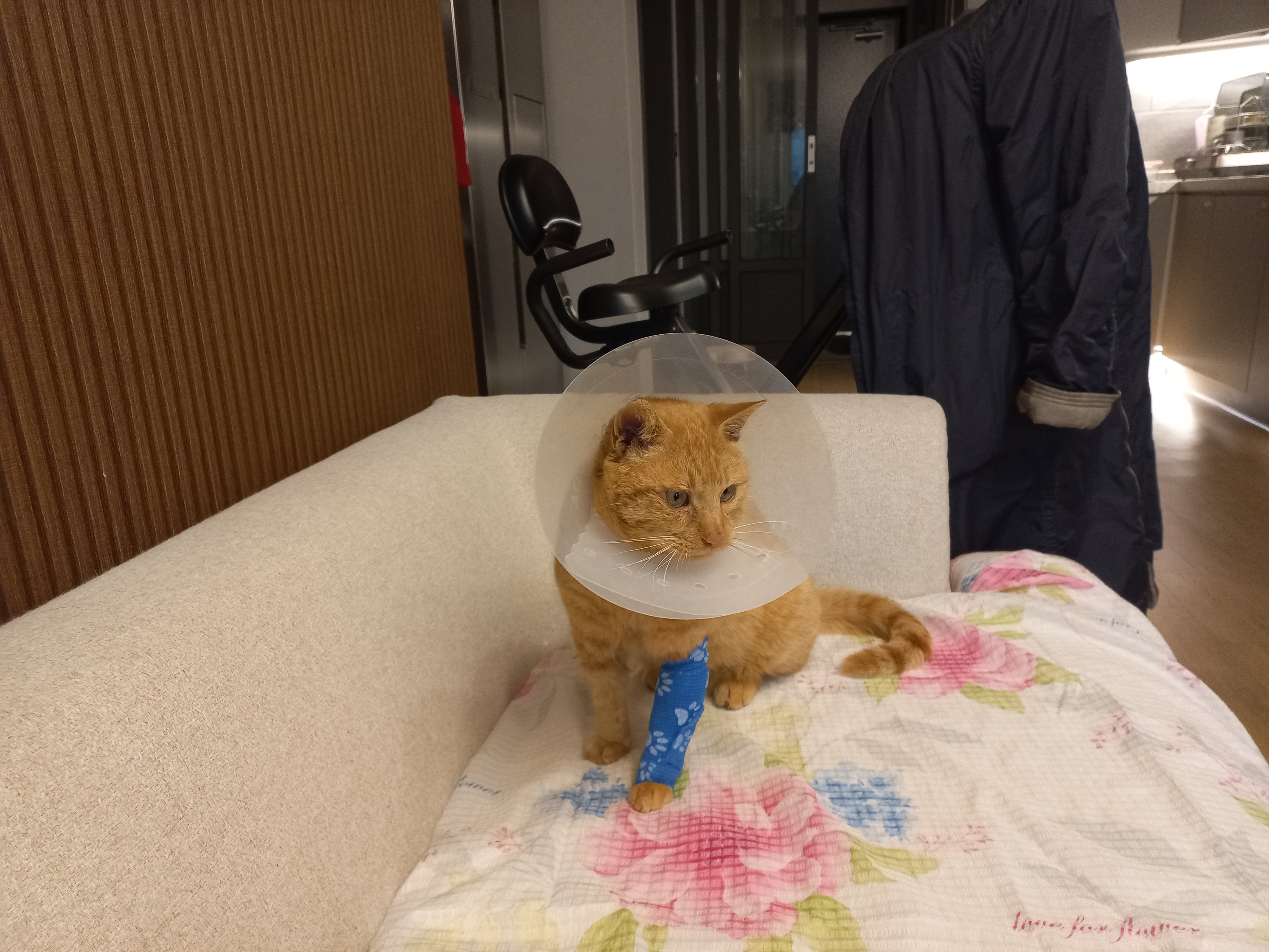 15548 고양이 다리 괴사 글쓴이입니다.