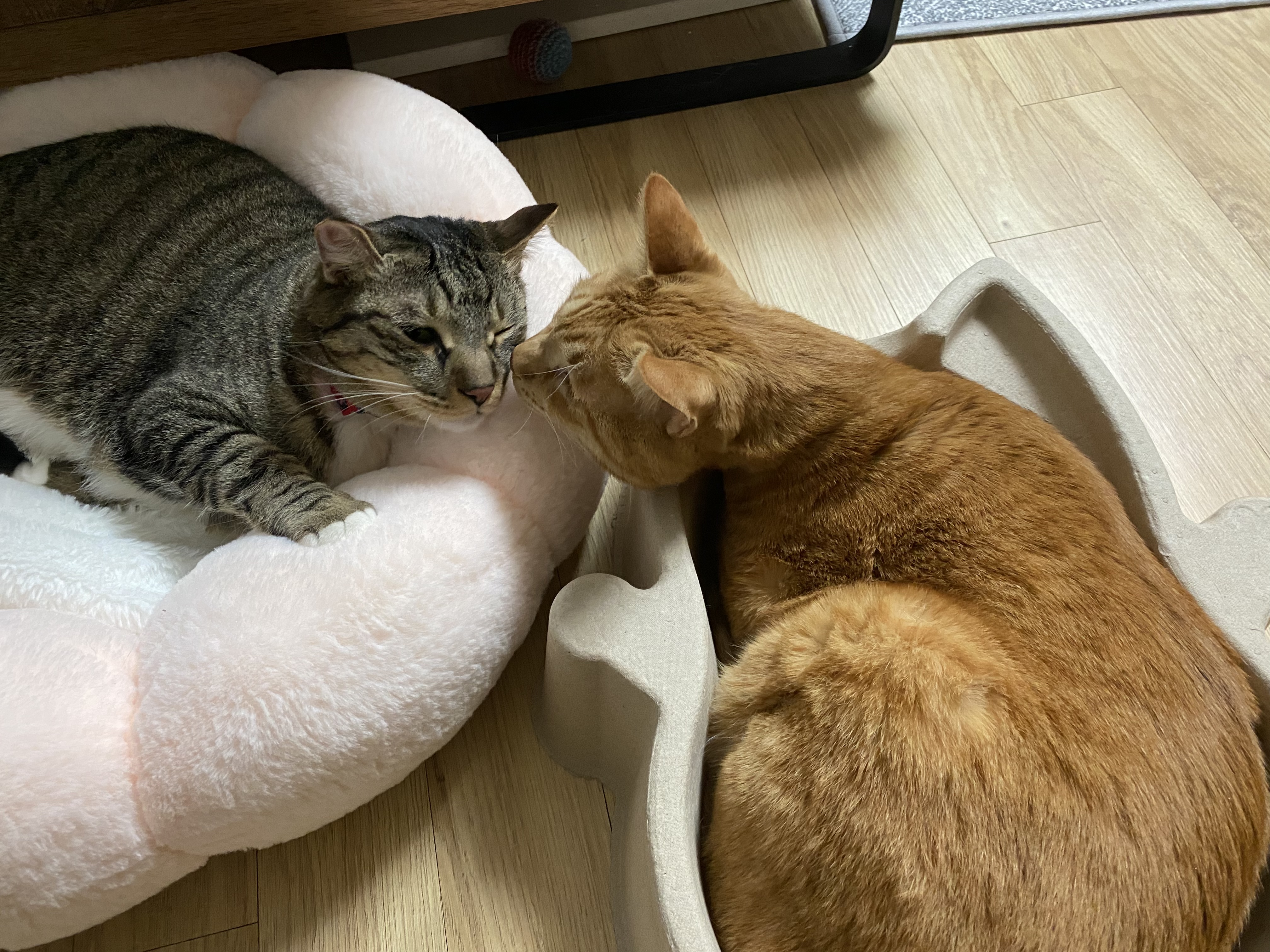복토바이&깨토바이(복동&깨비)