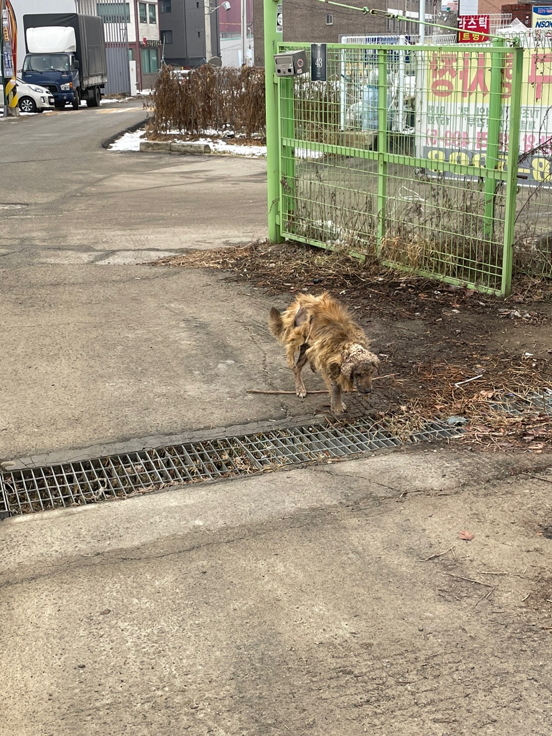 사고 후 아픈 상태로 곧 쓰러질 것 같은 개를 구조해주세요