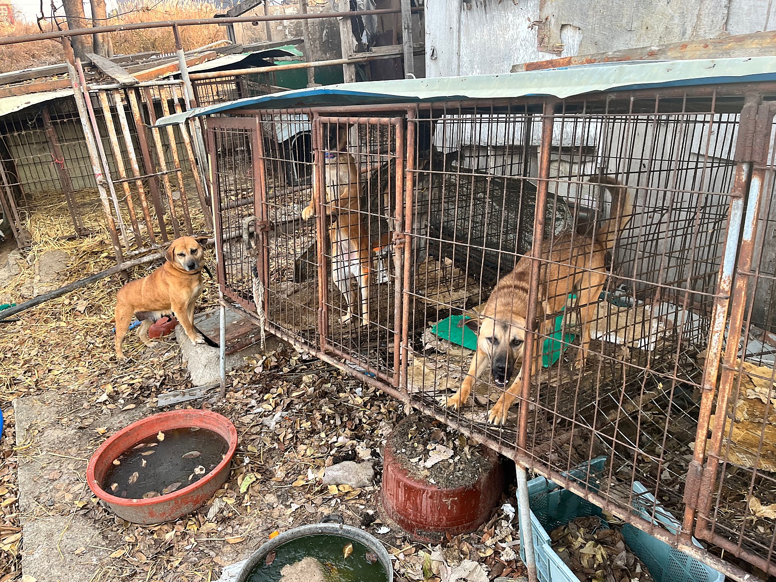 영하에도 뜬장에 갇혀있는 성견과 강아지들 구조를 간절히 부탁드립니다..