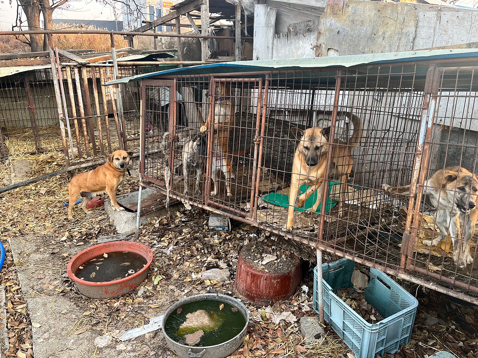 영하에도 뜬장에 갇혀있는 성견과 강아지들 구조를 간절히 부탁드립니다..