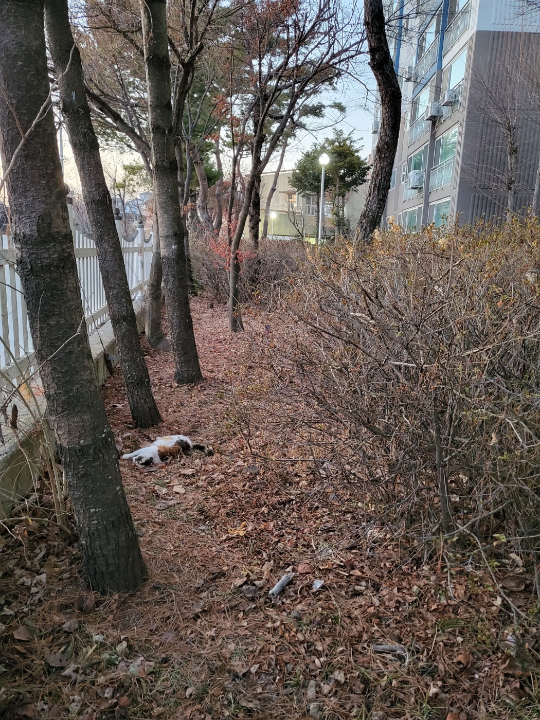 파주시에서 연달아 발견된 고양이 사체, 학대 제보합니다!