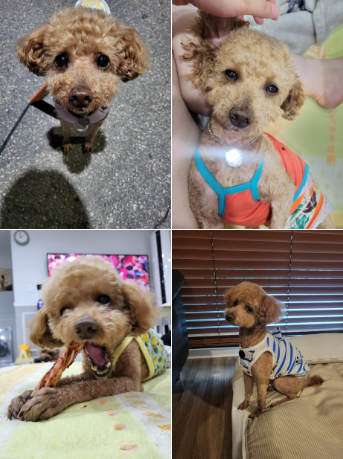 도순이 (현 푸딩이) 입양 1년 후기입니다~~