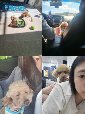 도순이 (현 푸딩이) 입양 1년 후기입니다~~