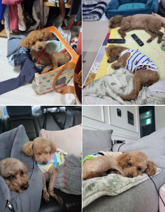도순이 (현 푸딩이) 입양 1년 후기입니다~~