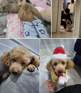 도순이 (현 푸딩이) 입양 1년 후기입니다~~