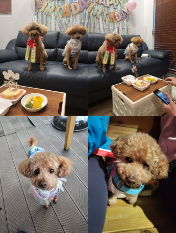 도순이 (현 푸딩이) 입양 1년 후기입니다~~