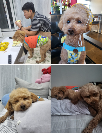 도순이 (현 푸딩이) 입양 1년 후기입니다~~