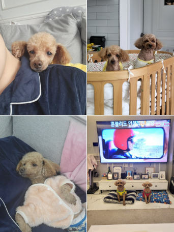 도순이 (현 푸딩이) 입양 1년 후기입니다~~