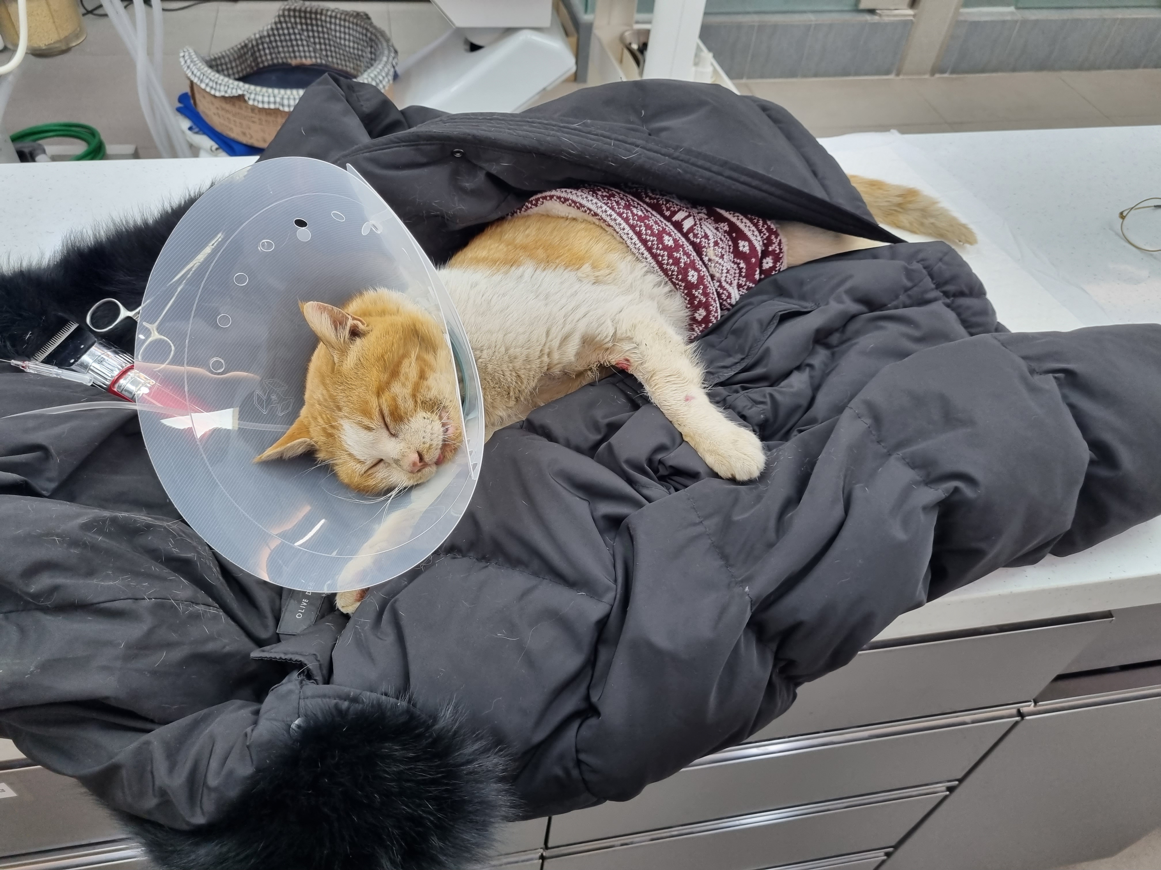 추운 길바닥에 방치되었던 고양이