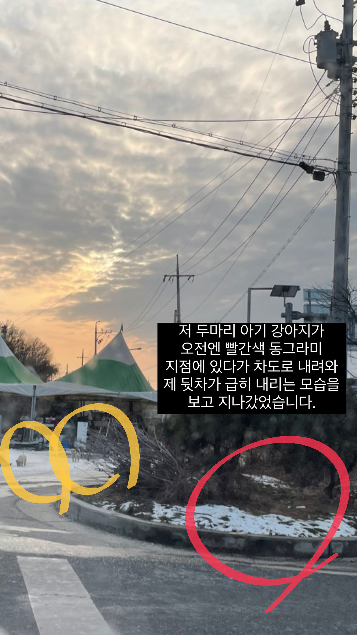 도로위의 강아지들