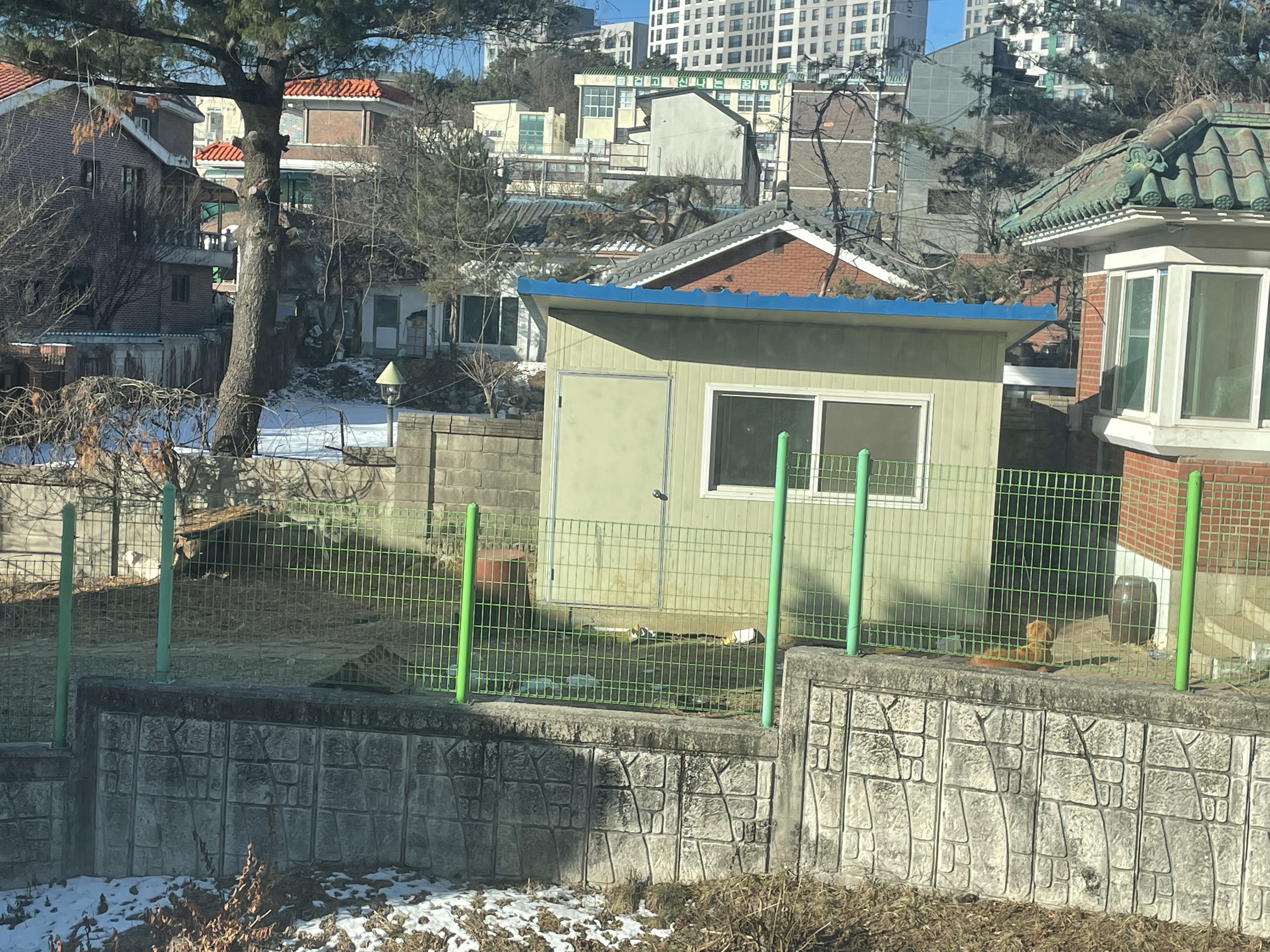 한파에 작은아이는 죽고 리트리버만 남겨졌어요