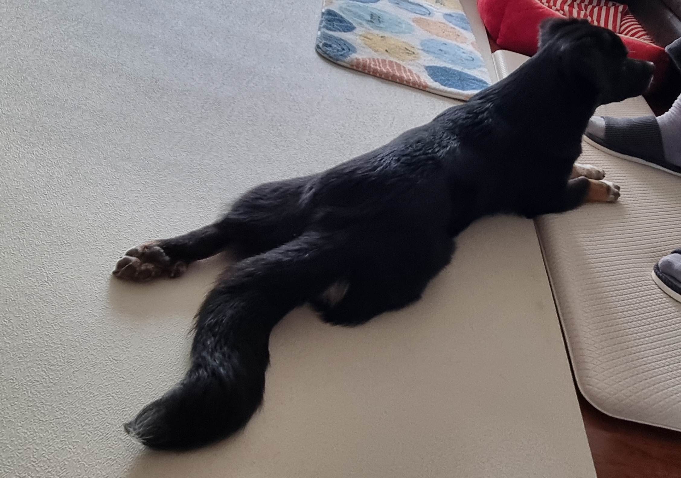 두양이 한달차 후기입니다