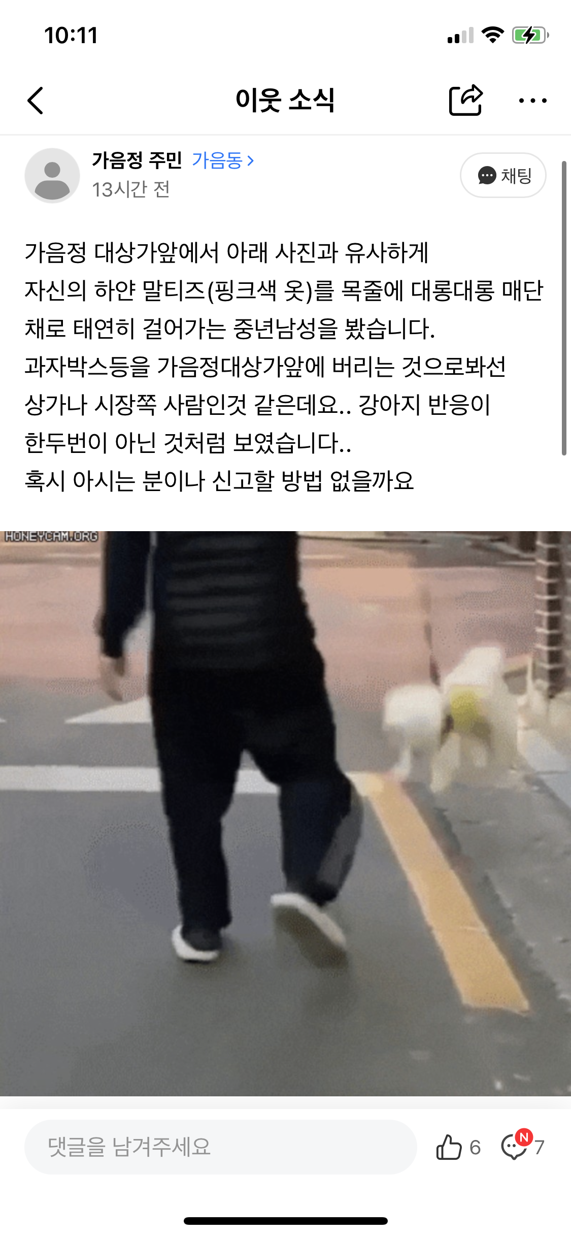 말티즈 요요처럼 학대