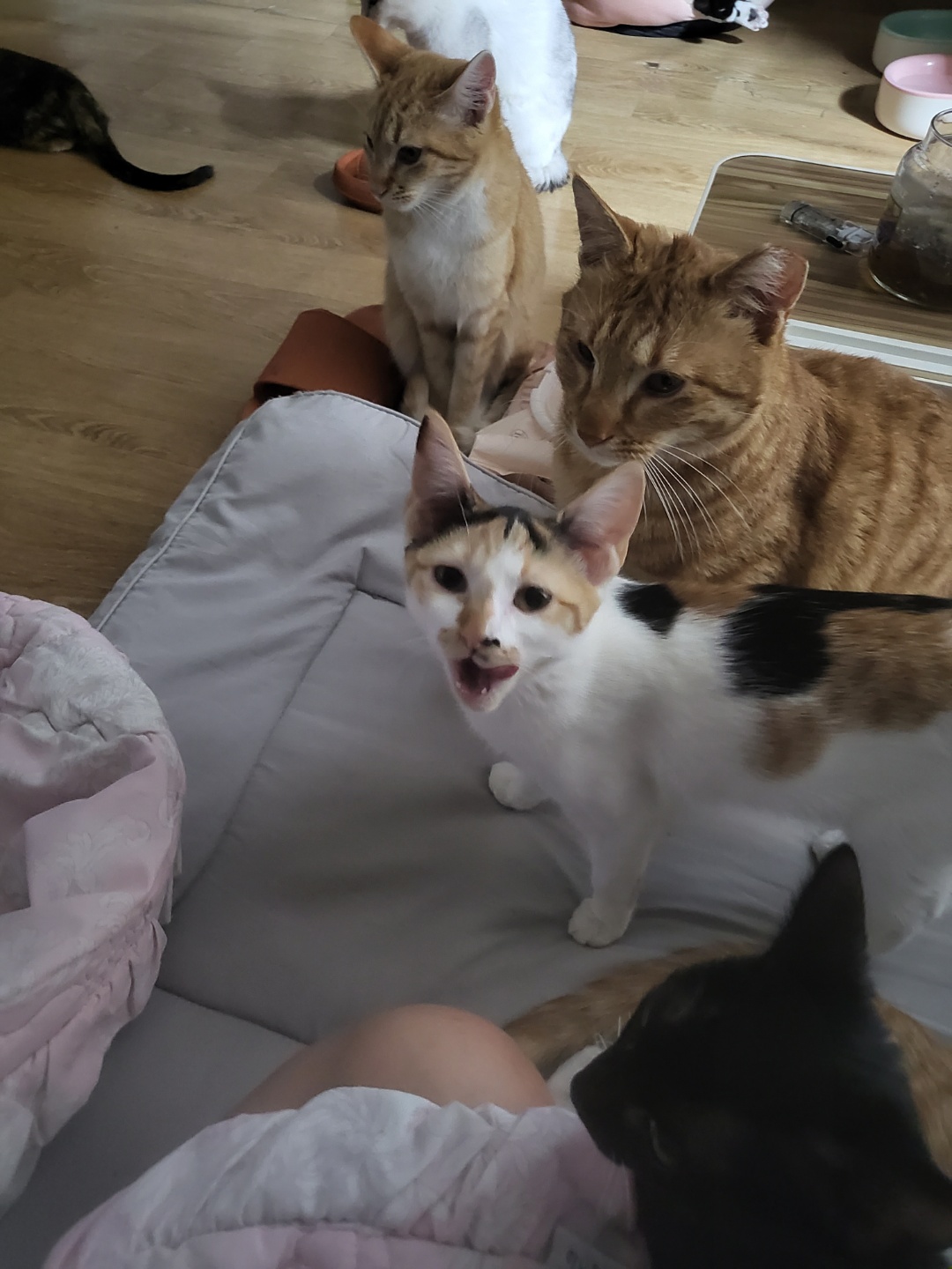 애니멀호던분에게서 고양이들을 구해주세요