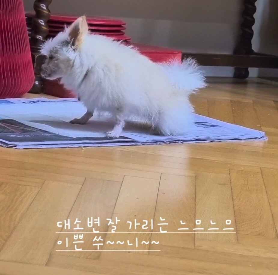 임보한달차 익순이 근황전합니다~