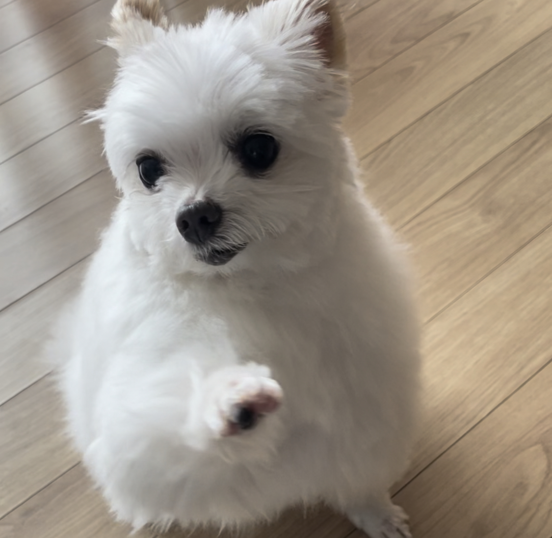 아산구조견 짜니 임시보호 한달 후기입니다