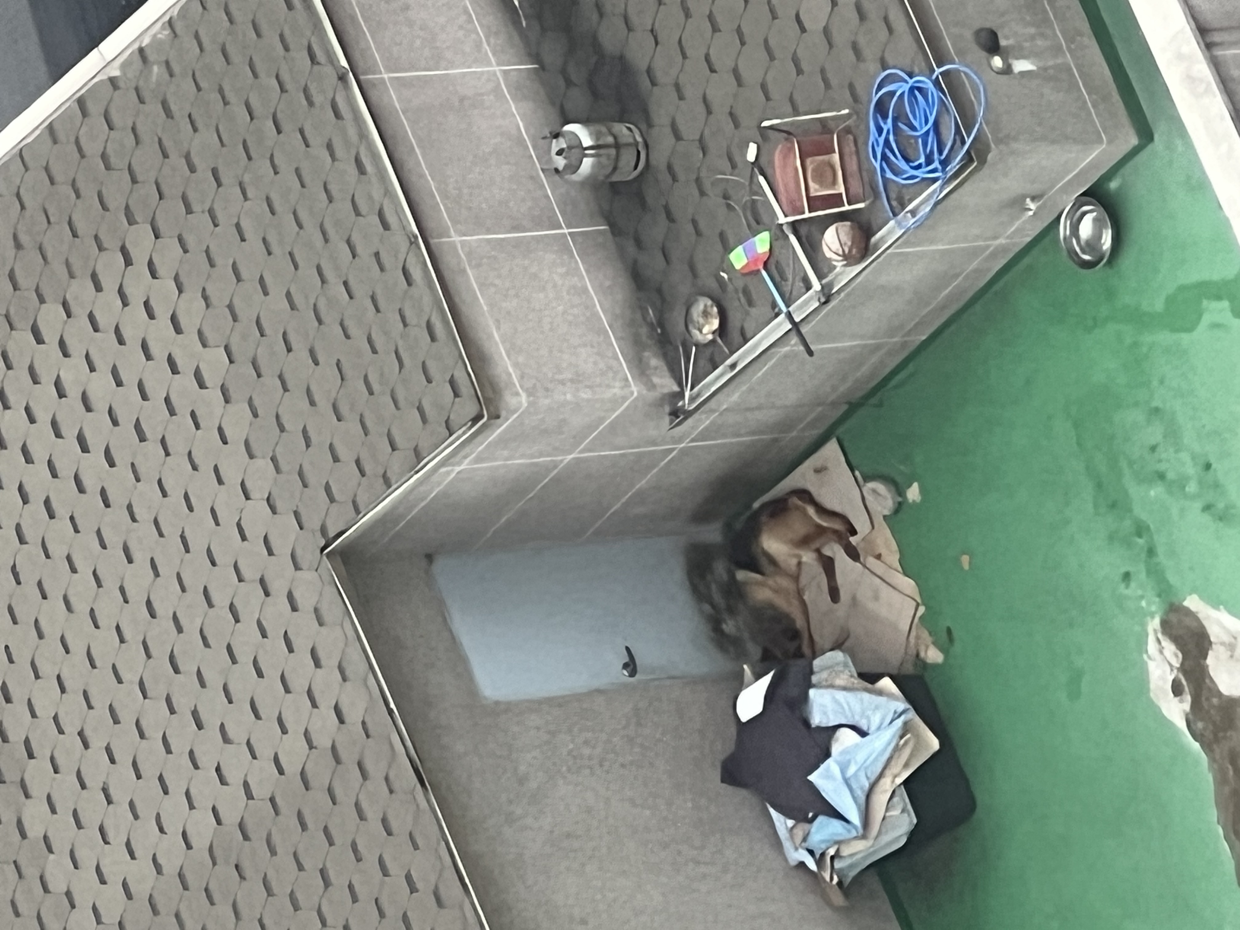 수년째 옥상에 방치된 셰퍼드