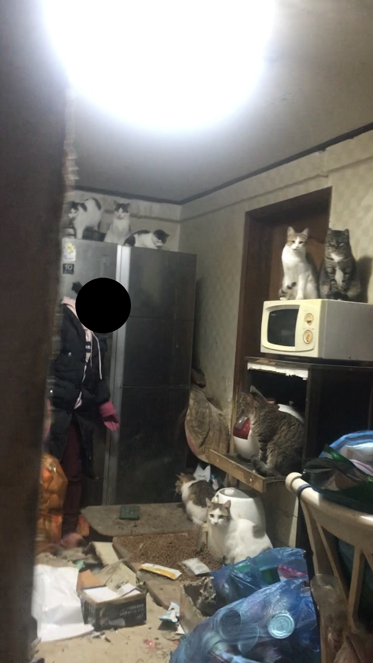 (왕십리) 쓰레기더미 집 애니멀호더 신고