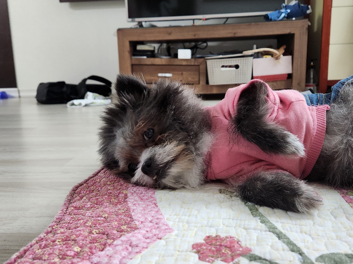 소피의 한달 임보 상황을 전해드립니다.