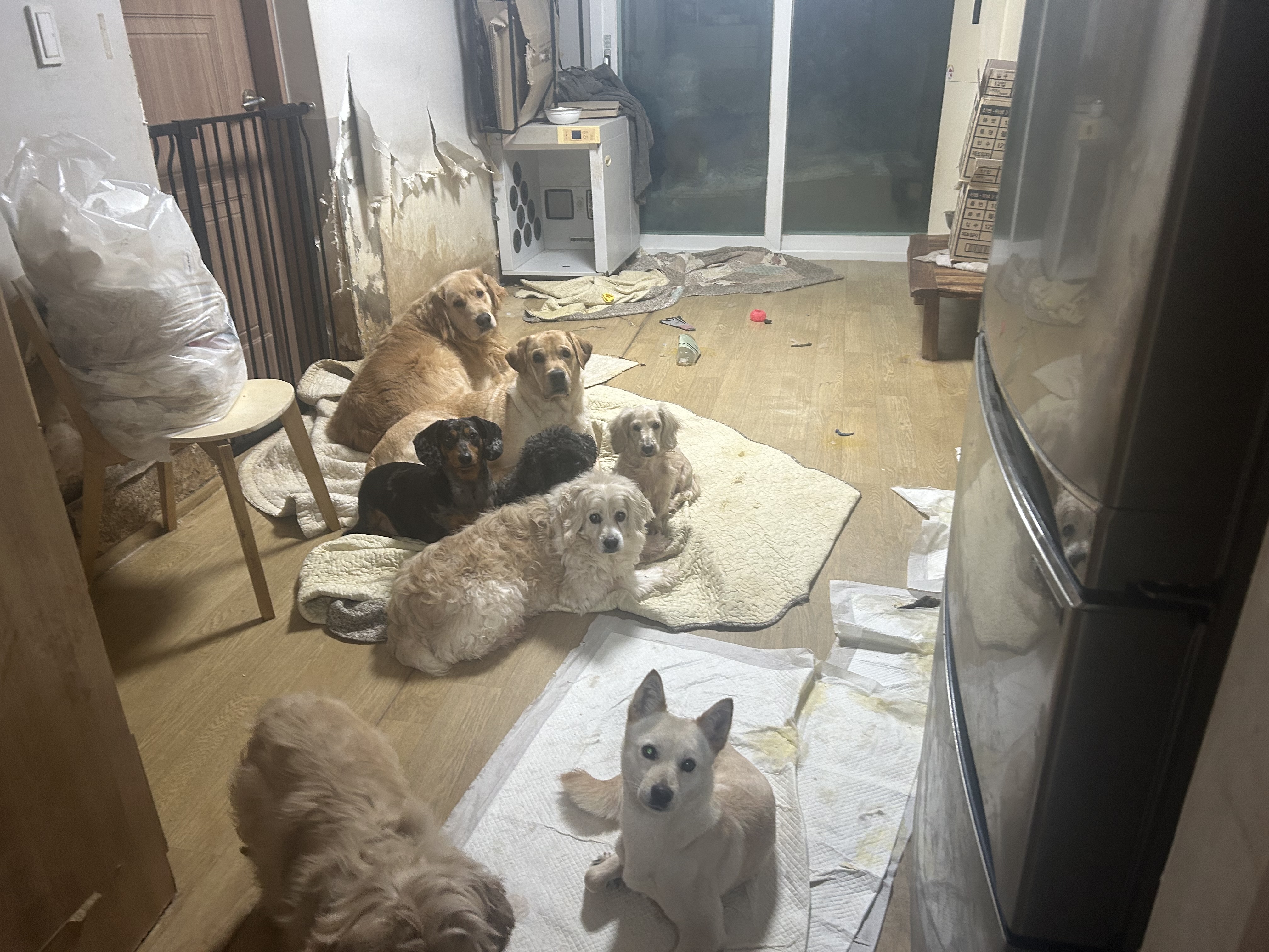 애니멀호더로 부터 구해주세요