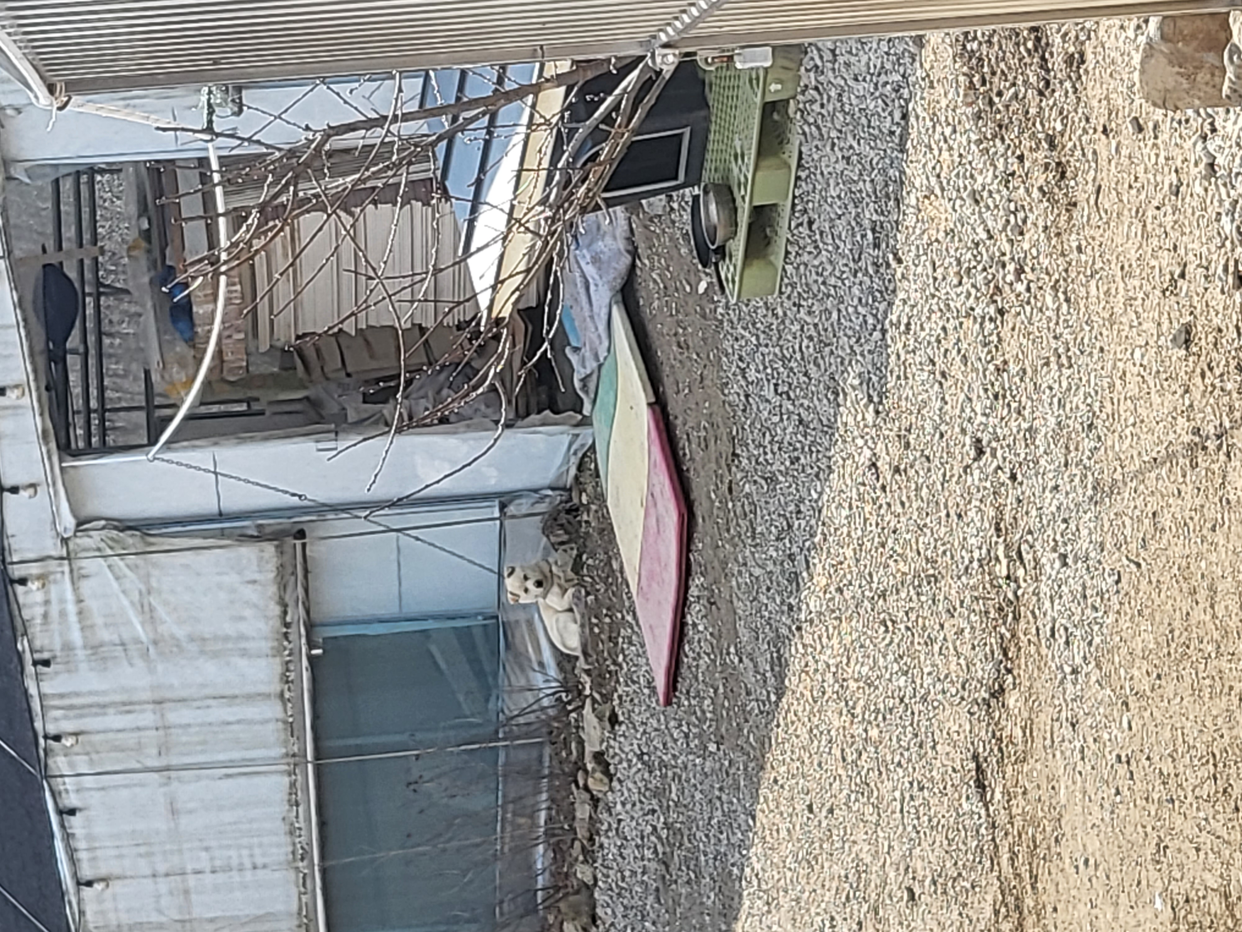 농원 짧은 줄에 묶여있는 강아지