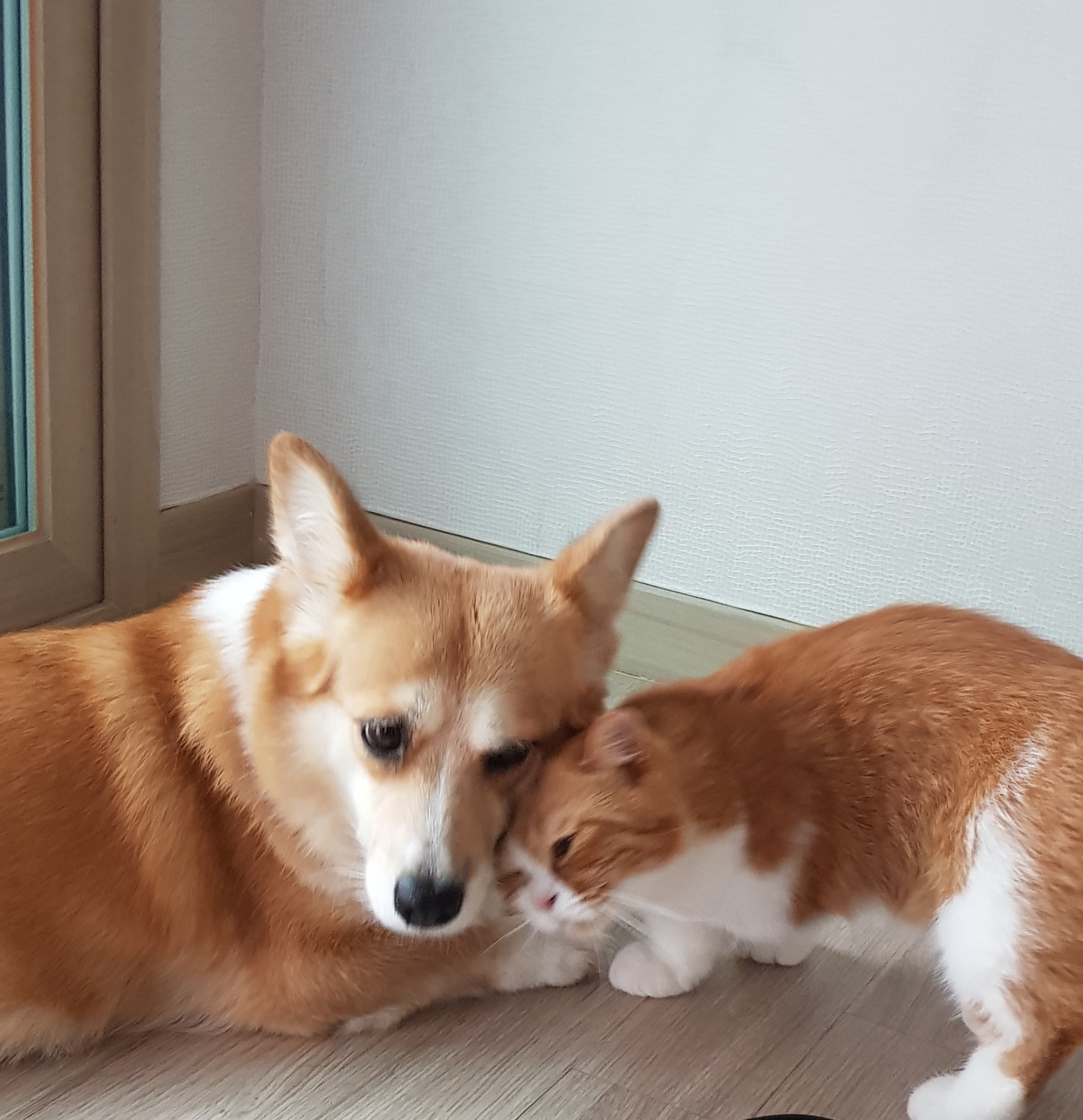 후추 슈가 1년