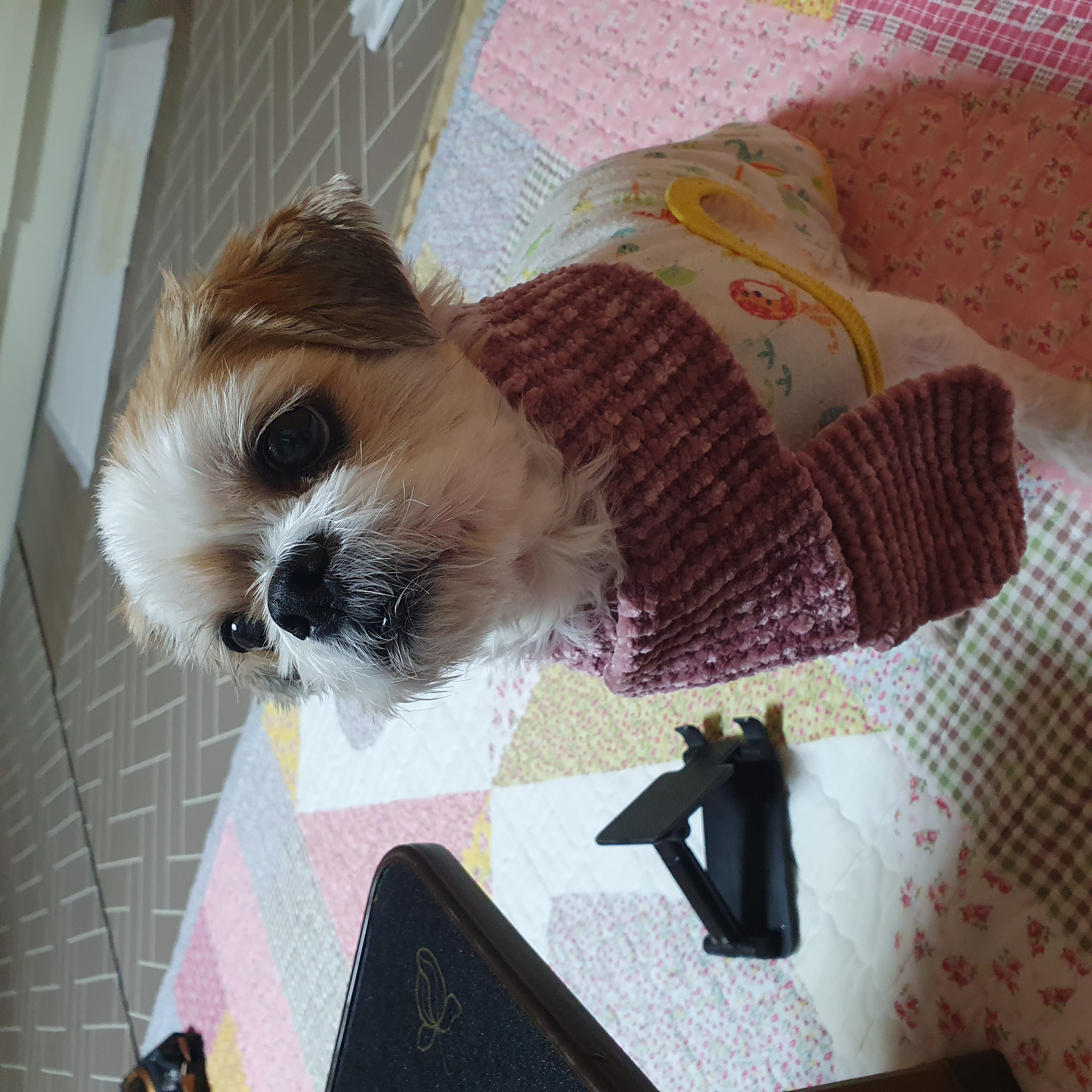 조아