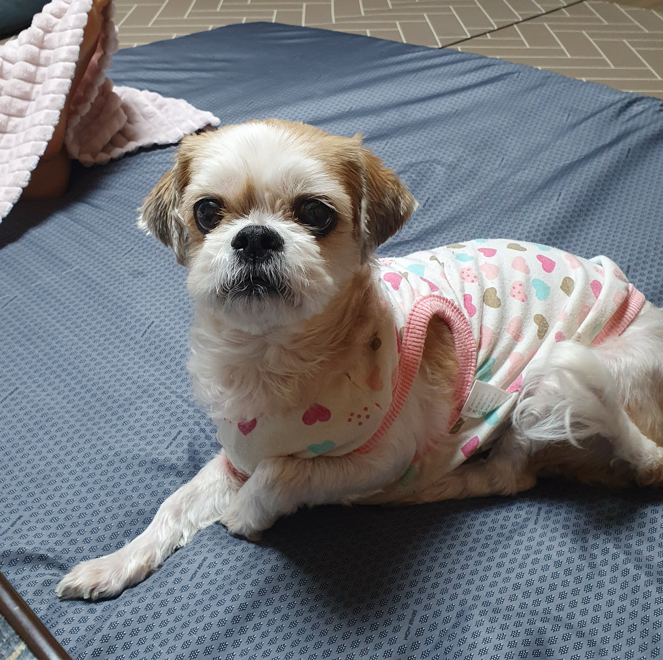 조아